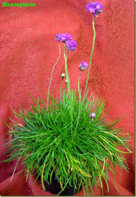 Armeria marittima