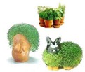 Chia Pets