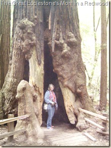 Matt's mom inside a redwood