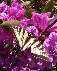 butterfly on rhodendron June 2013