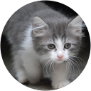 Image Google de Otis Marchier