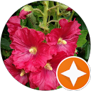 Image Google de mamiladine