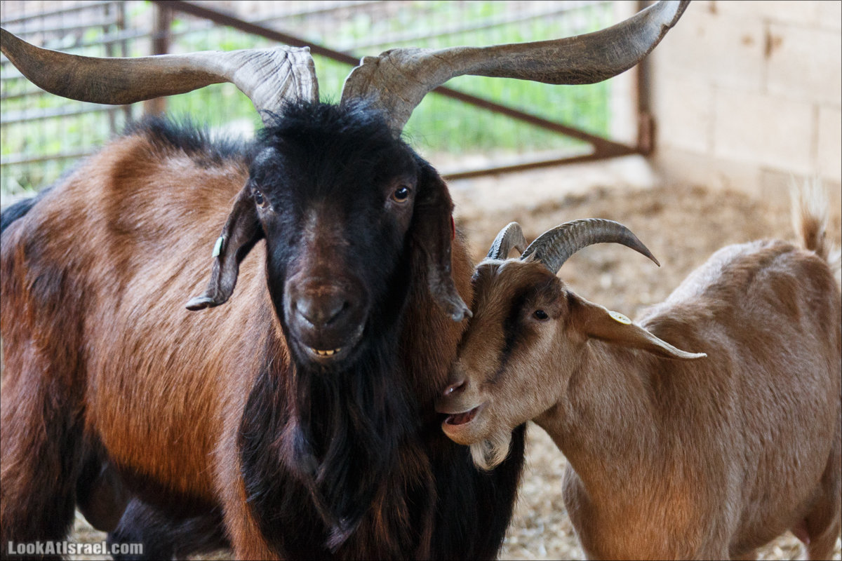 Менахемия - Козья Ферма Аз Из и медицинский музей Бейт ха-Рофе | Menahemia - As Is farm and medical museum | LookAtIsrael.com - Фото путешествия по Израилю | מנחמיה - חוות עז עיז ובית הרופא
