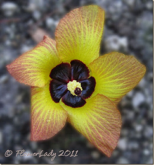 07-13-sea-hibiscus3