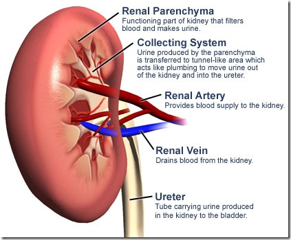 kidney function