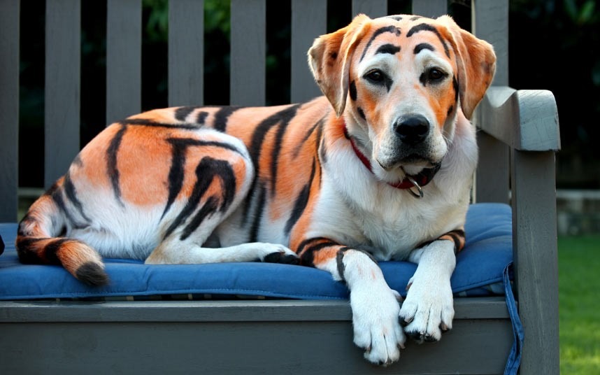 [Dog-Tiger-Painting%255B4%255D.jpg]