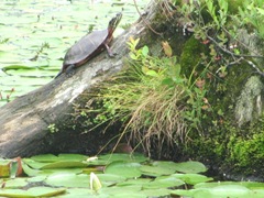 turtle sunning2