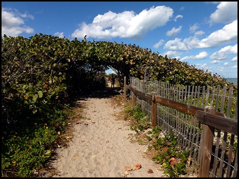 5b1 - Tour - First Beach Access - Sea Grapes along dunes