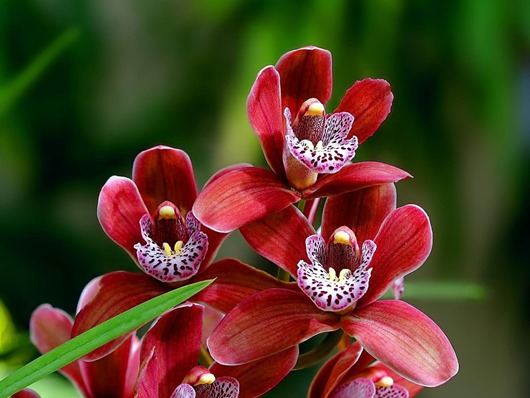 цветы-орхидеи