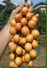 Baccaurea ramiflora - Yellow Burmese Grapes