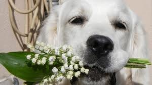 [perros%2520con%2520flor%2520%25286%2529%255B2%255D.jpg]