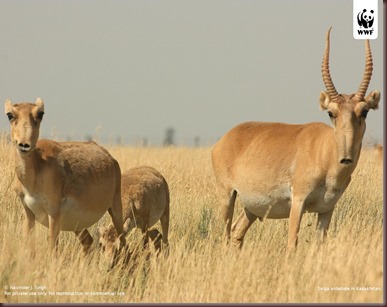 Amazing Animal Pictures The Saiga Antelope (12)