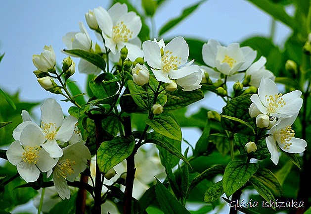 Glória Ishizaka - flor br 1
