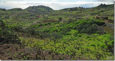 landschaft_mit_reben