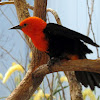 Scarlet-headed Blackbird