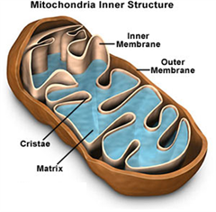 mitochondrial inner structure