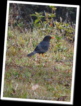 Black bird picking in the lawn