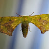 Bombycid Moth