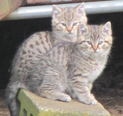 12.20.12 both kitties on cement block