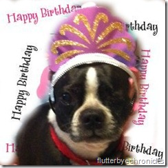 Ginger Birthday Ginger Birthday