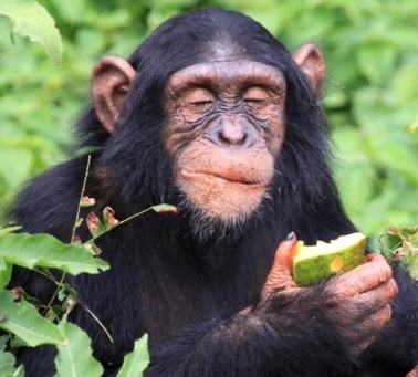 [chimpanzees-choose-hand-clasps-cultu%255B1%255D.jpg]