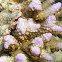 Acropora aspera coral