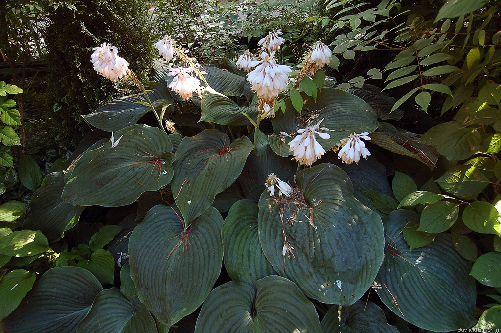 [DSC_0011-2%255B3%255D.jpg]