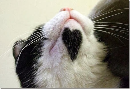 gatos con manchas cosasdivertidas info (8)