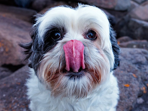 [Cute_Dogs_With_Tongues_Out_24%255B2%255D.jpg]