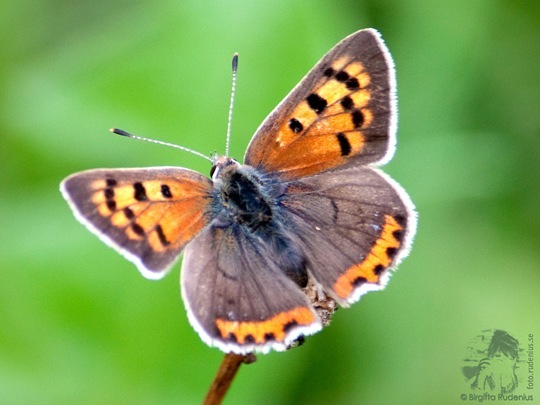 butterfly_20110730_brown2a