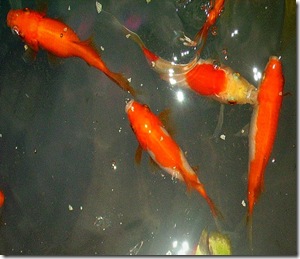 goldfish 3a