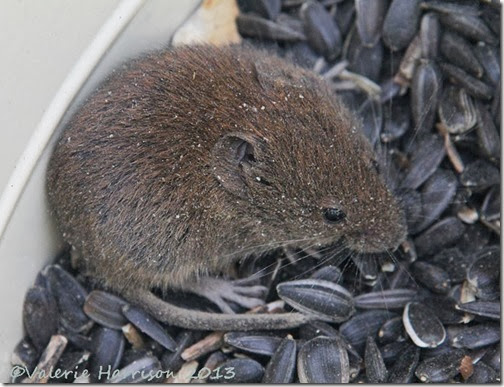 vole