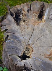 WOOD 08 WOOD 08