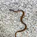 North American Brown Snake
