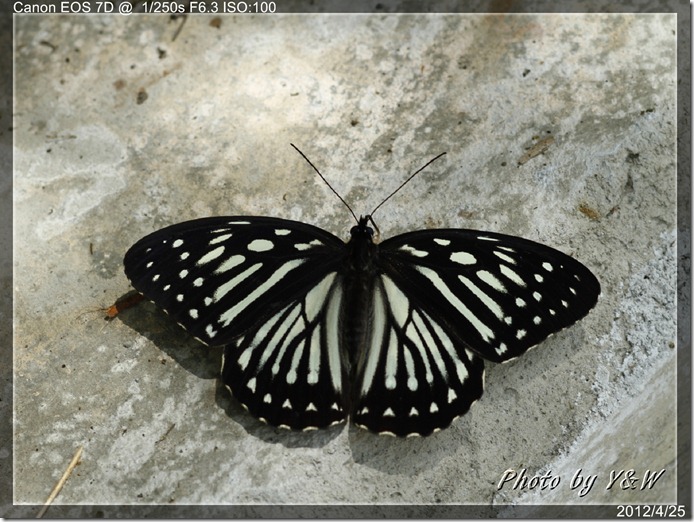 白條斑蔭蝶