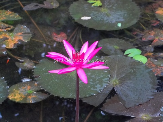 lily in artificial fish pond