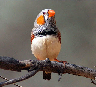 Download mp3 aneka burung finch zebra finch
