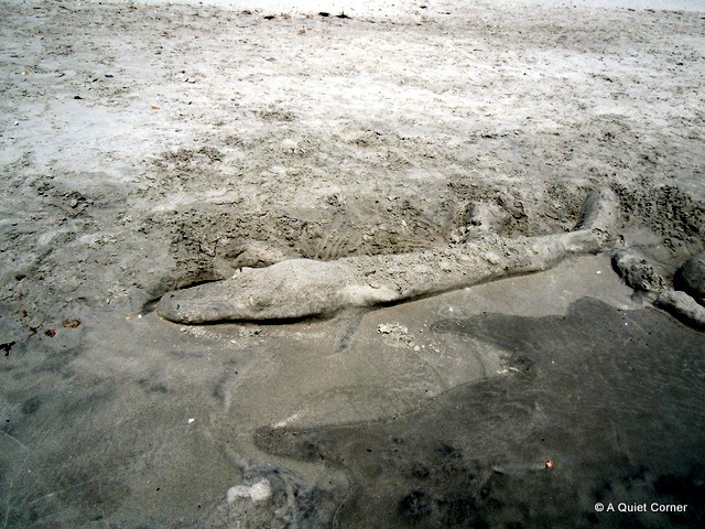 [Sand%2520Alligator%255B3%255D.jpg]