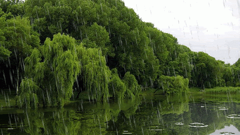 chuva+na+matta.gif