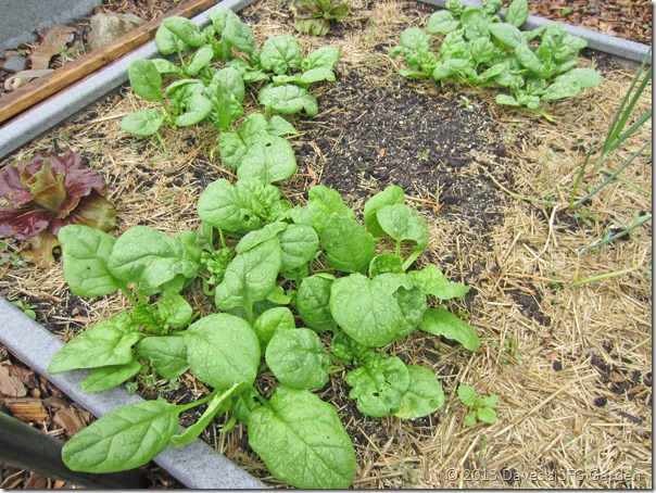 spinach_bed_26May