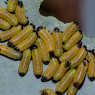 Leaf Beetle Larvae