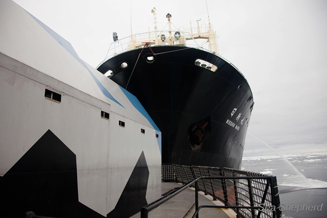 The Japan whale poachers' factory ship, the Nisshin Maru, rams the stern of the Sea Shepherd ship, the Steve Irwin, 20 February 2013. Photo: Sea Shepherd Conservation Society