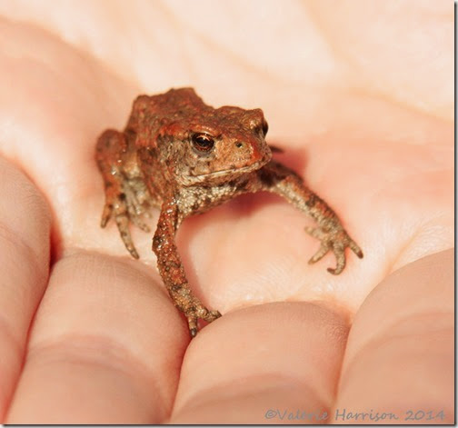10-common-toad