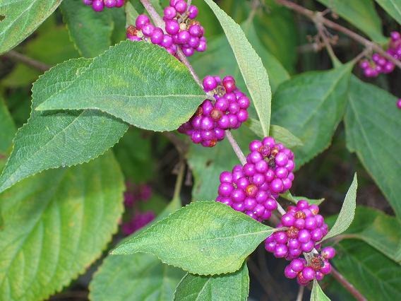 [Beautyberry%255B3%255D.jpg]