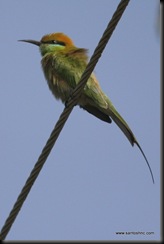 Green Bee-eaters 