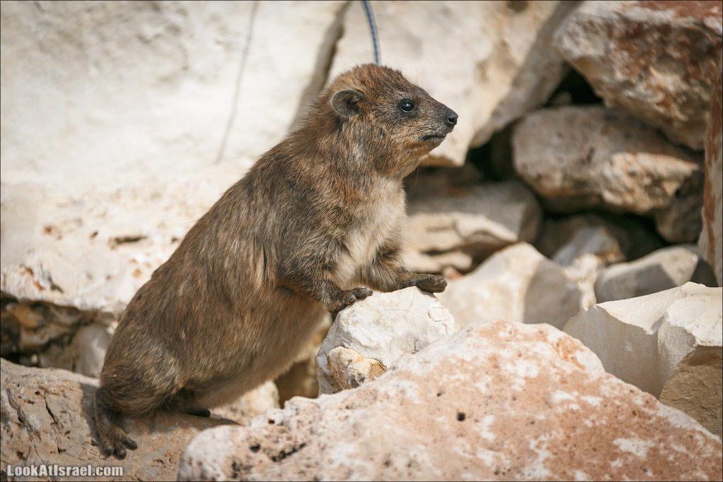 Даманы - израильские родственники слонов | LookAtIsrael.com - Фото путешествия по Израилю