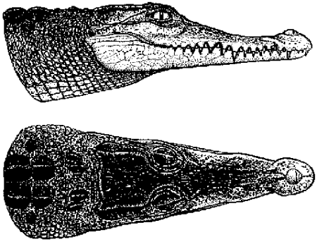 Crocodylus novaeguineae2