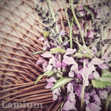 lamium maculatum spring wild flower
