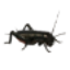 iCricket Trick logo
