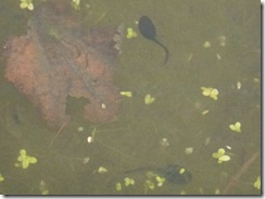 benmore autumn tadpoles